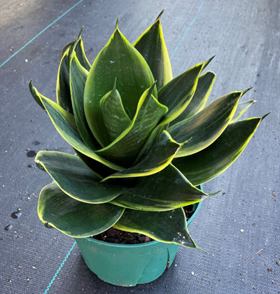 Honey Bunny Birdnest Sansevieria